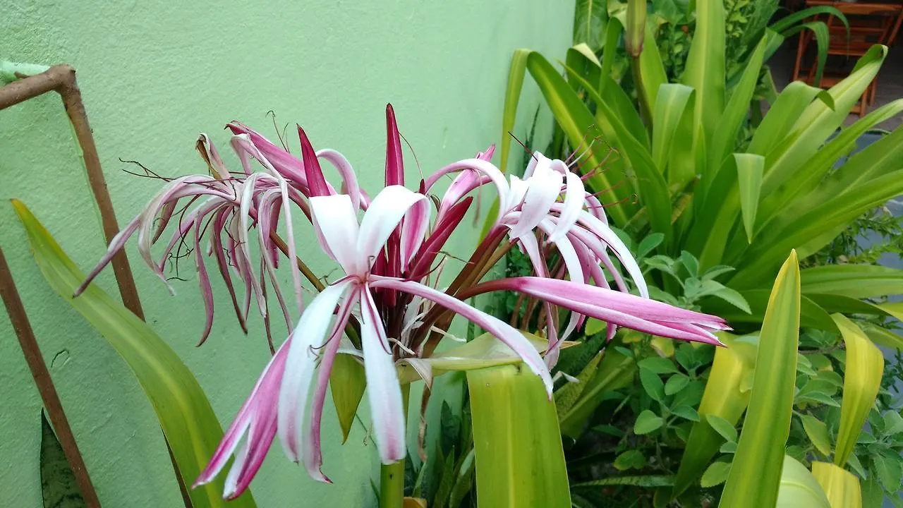 Pousada Flor D' Acucena Natal 2*,  Brasil